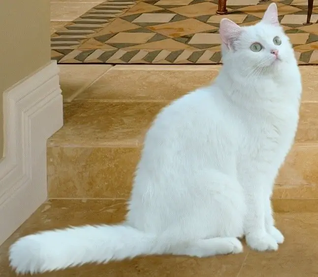 white cat breeds