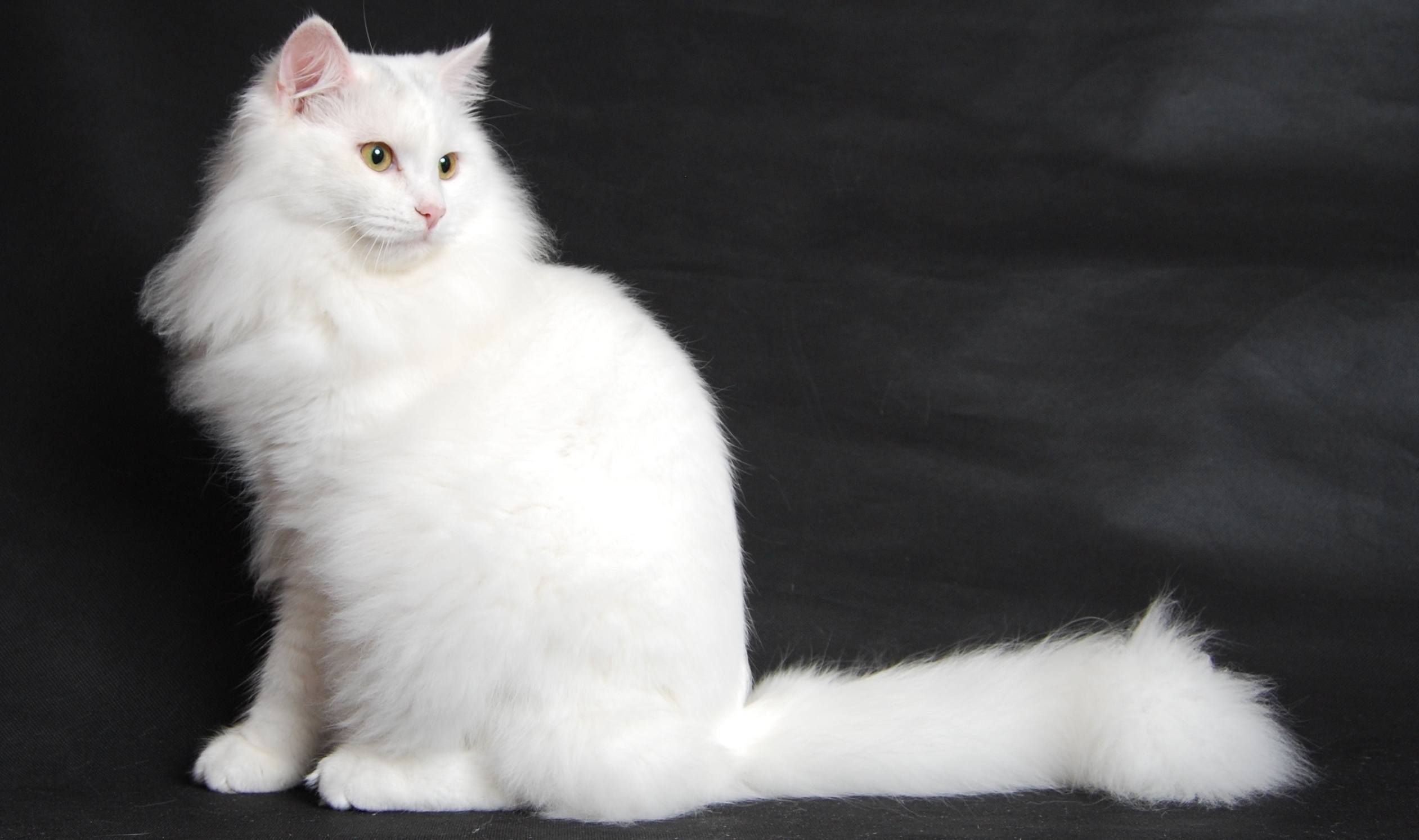 long haired white cat breeds