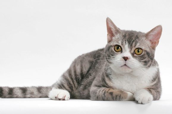 American Wirehair