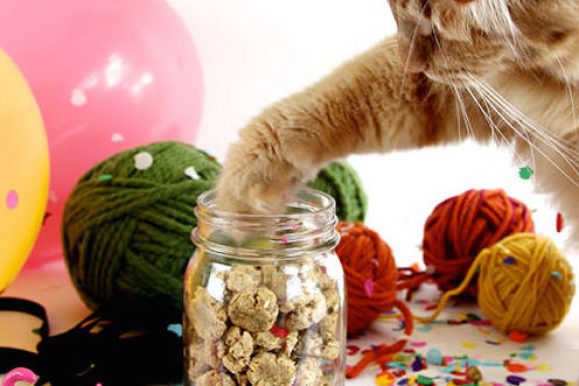 Top 10 Best Treats for Cats to Boost Everything from Mood to Dental Health