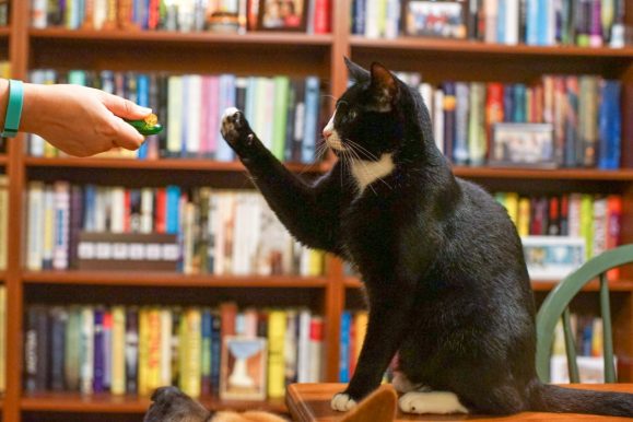 11 Easy Cat Tricks to Teach Your Cat Today