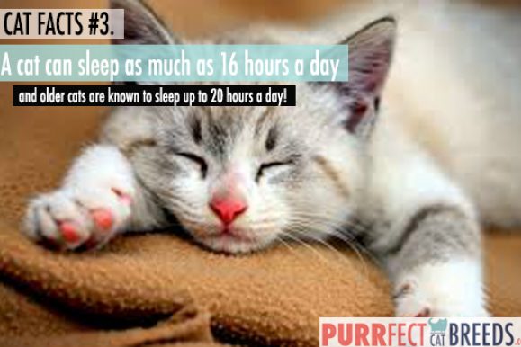 Cat Facts #3. Cats and the Art of Sleeping
