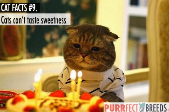 Cat Facts #9. Cats are the Only Mammals that Can’t Taste Sweetness