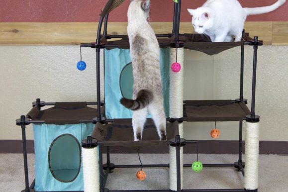 Best Cheap Cat Trees and Towers Under $50