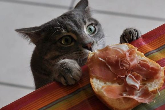 How to Train Cats to Start or Stop Doing Pretty Much Anything