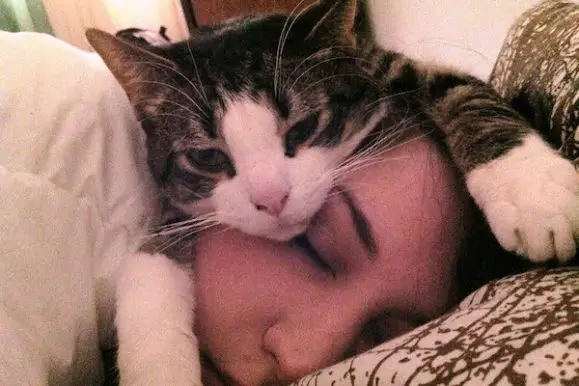 12 Surprising Signs Your Cat Loves You