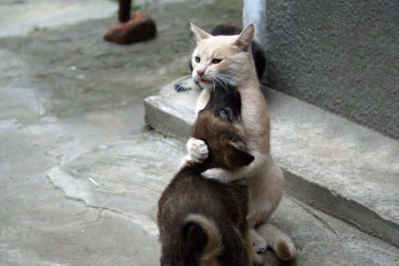 15 of the Strangest Cat Laws Ever Made