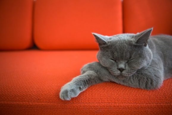 What Does it Mean When a Cat Purrs?