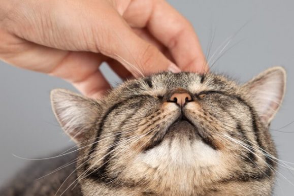 What Makes a Cat Purr?