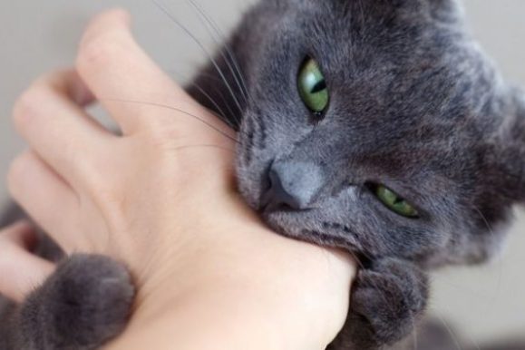 Why Does My Cat Bite Me?