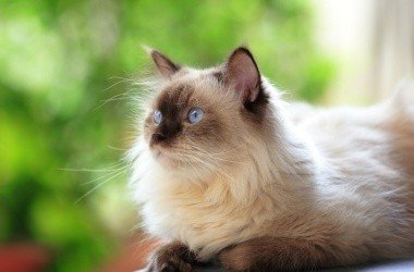 Himalayan Cat – Purrfect Cat Breeds