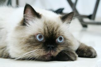 Himalayan Cat • Purrfectcatbreeds