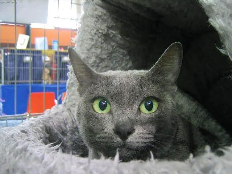  Grey  Cat  Breeds Purrfect Cat  Breeds