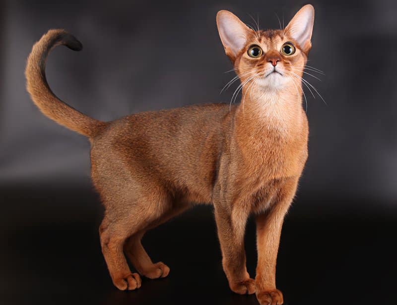 abyssinian cats