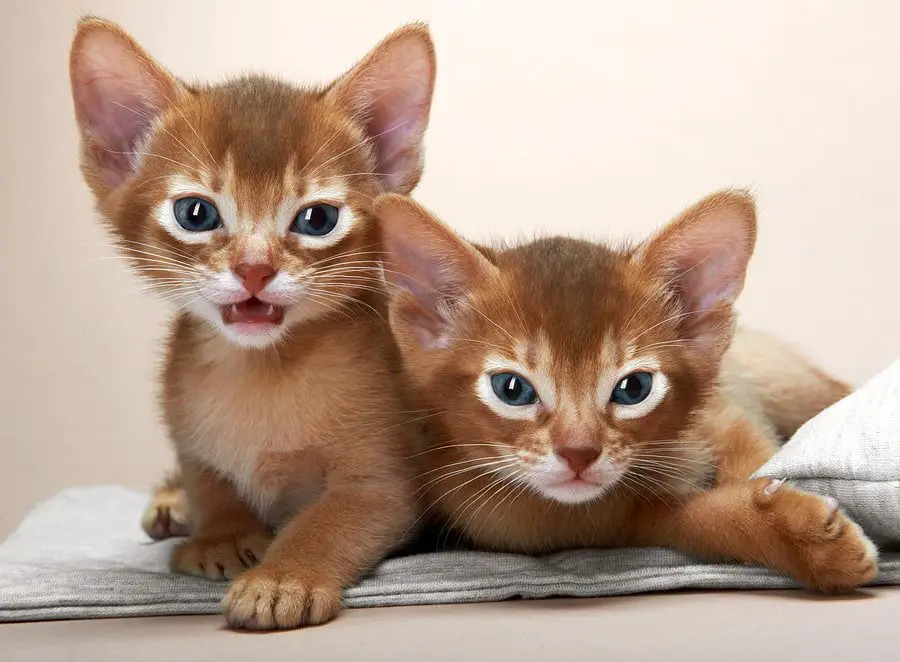 abyssinian orange kittens