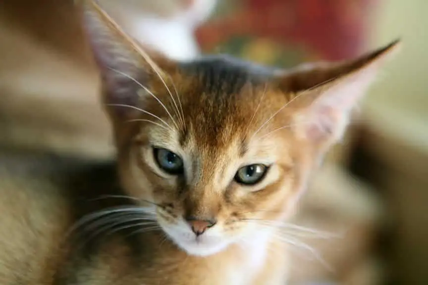 abyssinian cat pictures