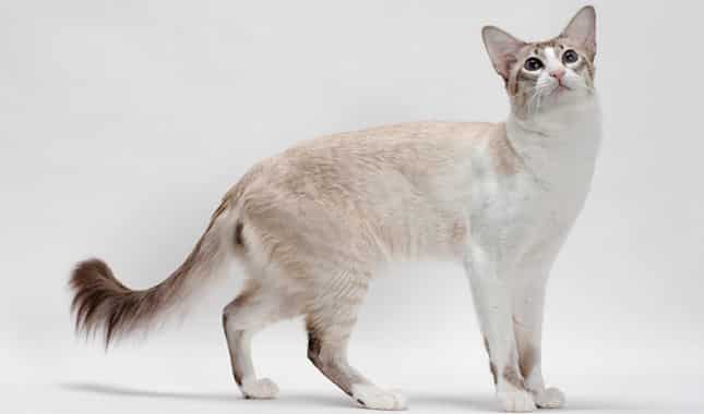 Medium Size Cat Breeds • Purrfectcatbreeds