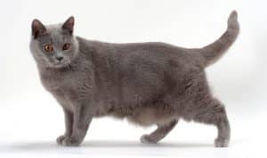 Medium Size Cat Breeds • Purrfectcatbreeds