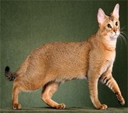 Chausie cat