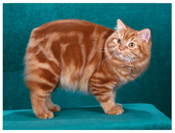 Medium Size Cat Breeds • Purrfectcatbreeds