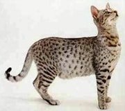 egyptian mau cat breed