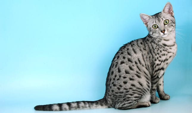 Egyptian Mau