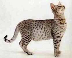  Egyptian  Mau Cat  Purrfect Cat  Breeds