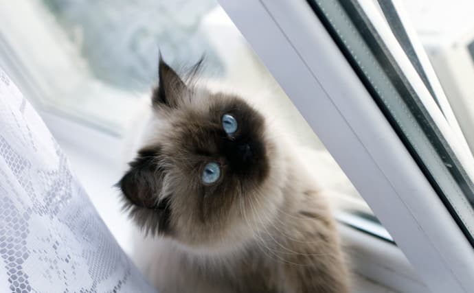 Himalayan Cat – Purrfect Cat Breeds