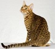 ocicat cat breed