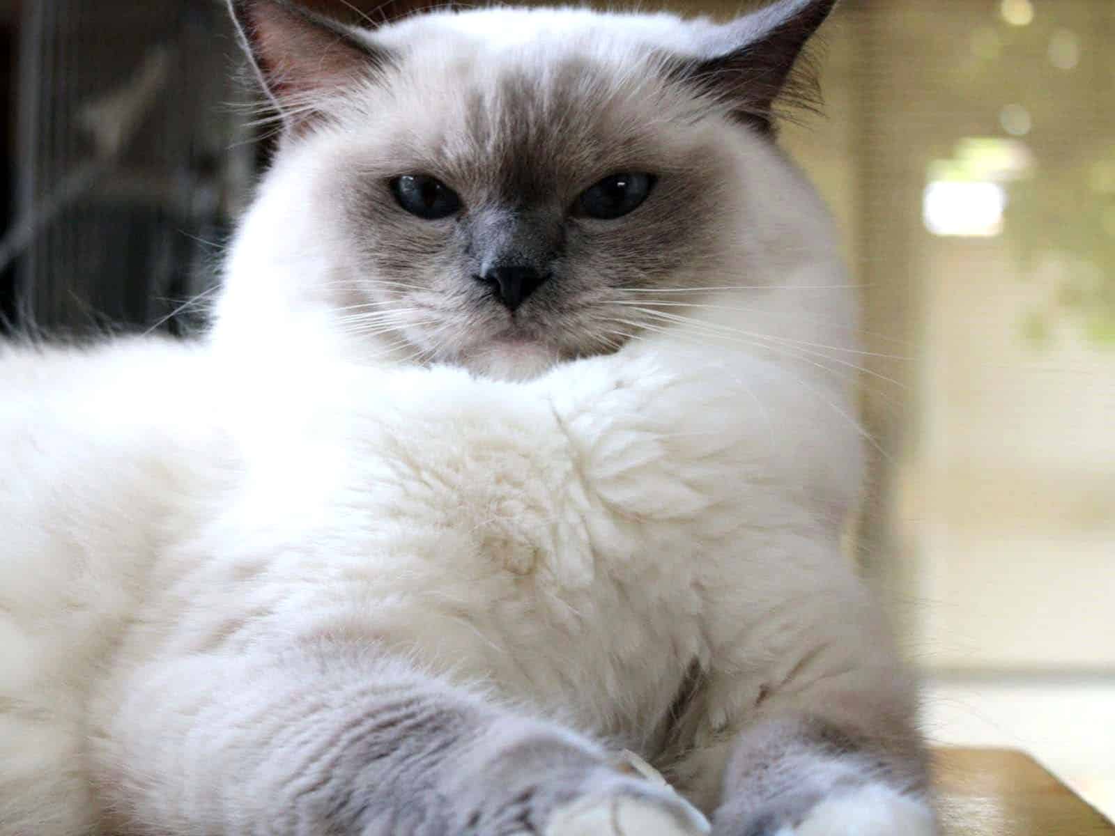 Ragdoll Cat – Purrfect Cat Breeds