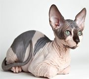 sphynx cat breed