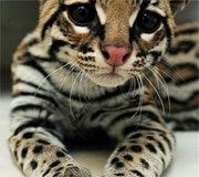 Cat Breeds List with Pictures – Purrfect Cat Breeds