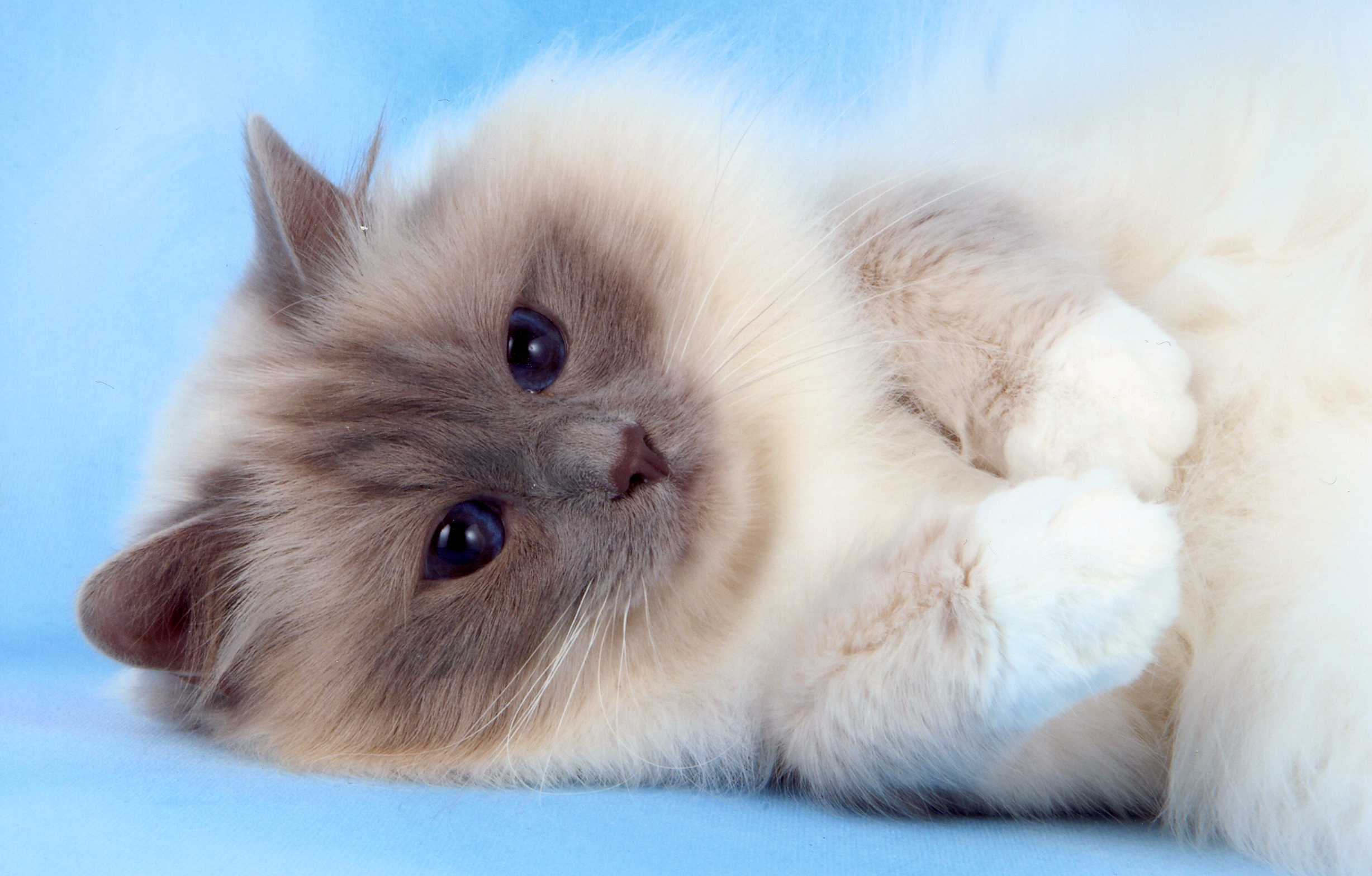 Birman Cat – Purrfect Cat Breeds