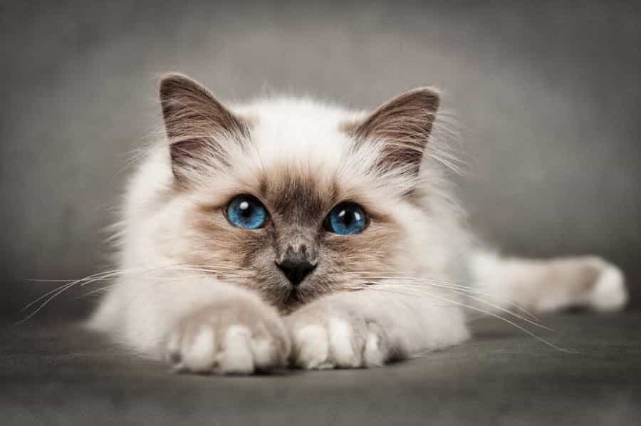 birman cat