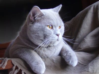 Grey british shorthair cat