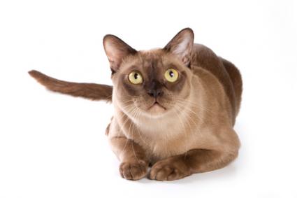 Medium Size Cat Breeds • Purrfectcatbreeds