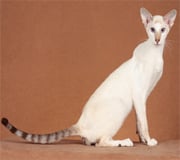 colorpoint shorthair cat breed
