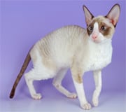 cornish rex cat breed