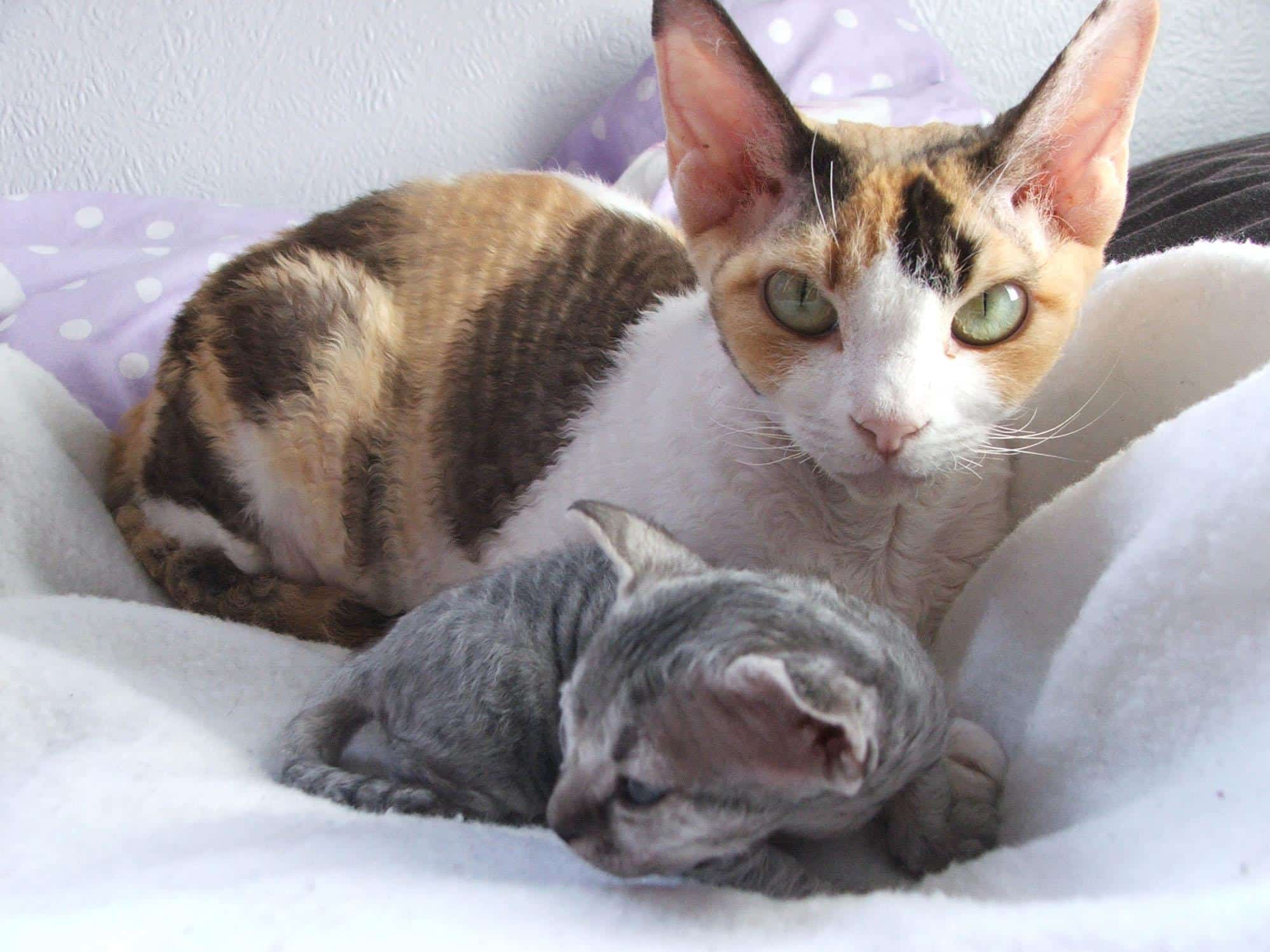 Devon Rex Cat • Purrfectcatbreeds 0764