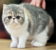 Flat Faced Cat Breeds - Purrfect Cat Breeds