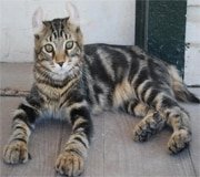 highlander cat breed