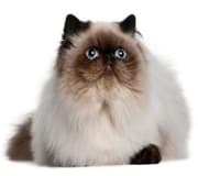 Flat Faced Cat Breeds - Purrfect Cat Breeds