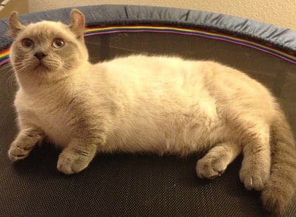 Kinkalow Cat breed info