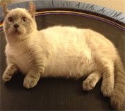 kinkalow cat breed