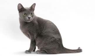 Medium Size Cat Breeds • Purrfectcatbreeds