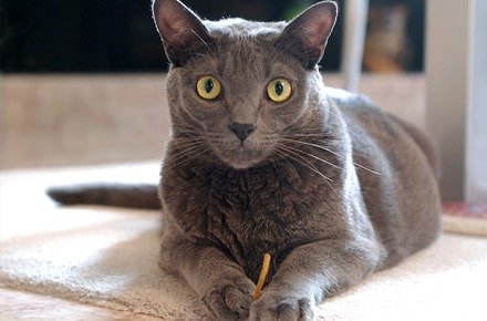 korat cat info