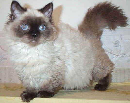 Lambkin Dwarf cat