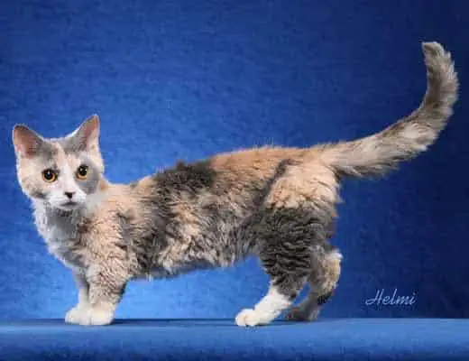 Munchkin Cat Breed Profile