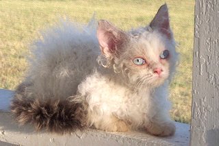 lambkin dwarf cats