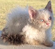 lambkin dwarf cat